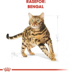 Royal Canin Breed Bengal Cat Adult