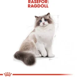 Royal Canin Cat Adult Ragdoll