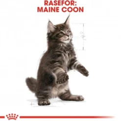Royal Canin Cat Kitten Maine Coon Kibble