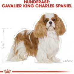 Royal Canin Cavalier King Charles Adult tørrfôr til hund