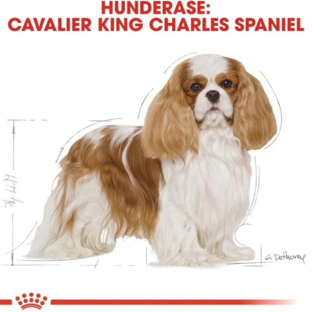 Royal Canin Cavalier King Charles Adult tørrfôr til hund