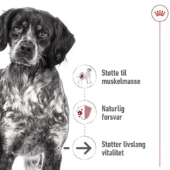 Royal Canin Medium Ageing Gravy våtfôr til hund 10x140 g