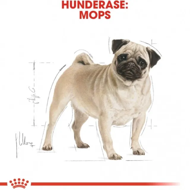 Royal Canin Pug Adult tørrfôr til hund