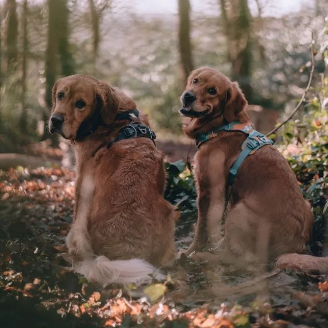 Ruffwear Front Range Hundesele Brun/Lysbrun