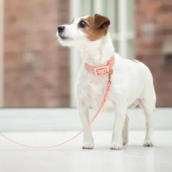 Tyylivoitto Classy Hundehalsbånd Liten Modell, Fersken