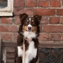 Tyylivoitto Classy Hundehalsbånd, Beige