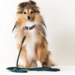 Tyylivoitto Classy Hundehalsbånd Liten Modell, Grønn