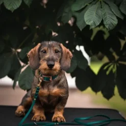Tyylivoitto Classy Hundehalsbånd Liten Modell, Grønn