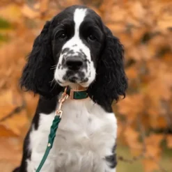 Tyylivoitto Classy Hundehalsbånd Liten Modell, Grønn