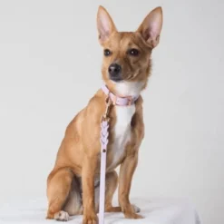 Tyylivoitto Classy Hundehalsbånd Liten Modell, Lilla