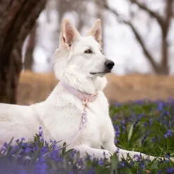 Tyylivoitto Classy Hundehalsbånd, Lilla