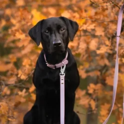 Tyylivoitto Classy Hundehalsbånd, Lilla