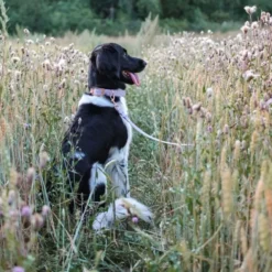 Tyylivoitto Classy Hundehalsbånd, Lilla