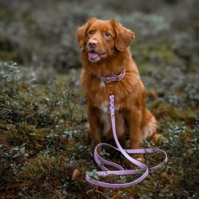 Tyylivoitto Classy Hundehalsbånd, Lilla