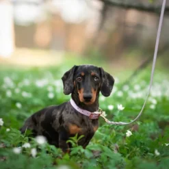 Tyylivoitto Classy Hundehalsbånd, Lilla