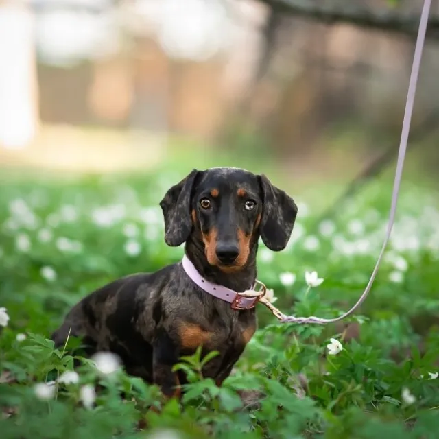 Tyylivoitto Classy Hundehalsbånd, Lilla