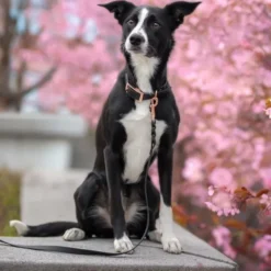 Tyylivoitto Classy Hundehalsbånd, Svart