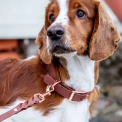 Tyylivoitto Classy Hundehalsbånd, Brun