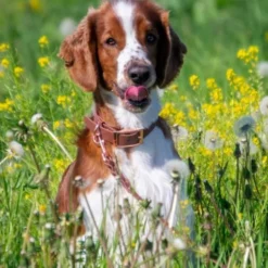 Tyylivoitto Classy Hundehalsbånd, Brun