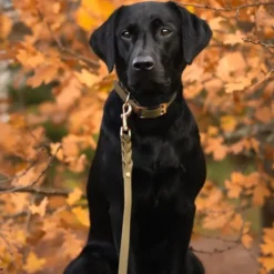 Tyylivoitto Classy Hundehalsbånd, Olivengrønn