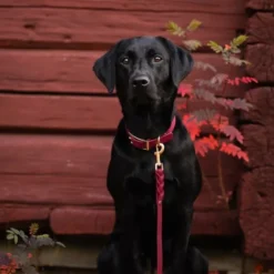 Tyylivoitto Classy Hundehalsbånd, Burgunder