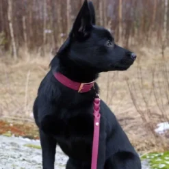 Tyylivoitto Classy Hundehalsbånd, Burgunder