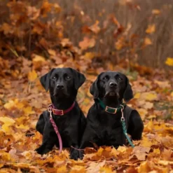Tyylivoitto Classy Hundehalsbånd, Burgunder