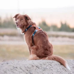 Woolly Wolf Alpha 360 Hundesele Terracotta/Blå