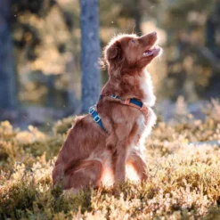 Woolly Wolf Alpha 360 Hundesele Terracotta/Blå