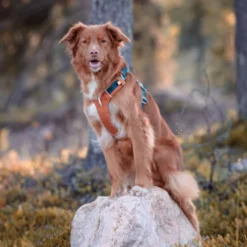 Woolly Wolf Alpha 360 Hundesele Terracotta/Blå