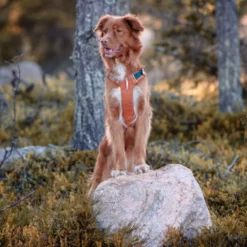 Woolly Wolf Alpha 360 Hundesele Terracotta/Blå