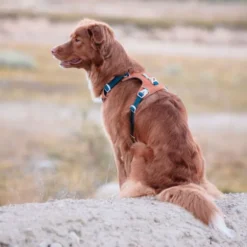 Woolly Wolf Alpha 360 Hundesele Terracotta/Blå
