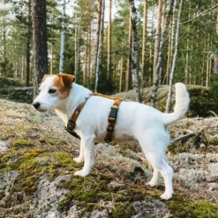 Woolly Wolf Sea to Summit Hundesele, Lysebrun